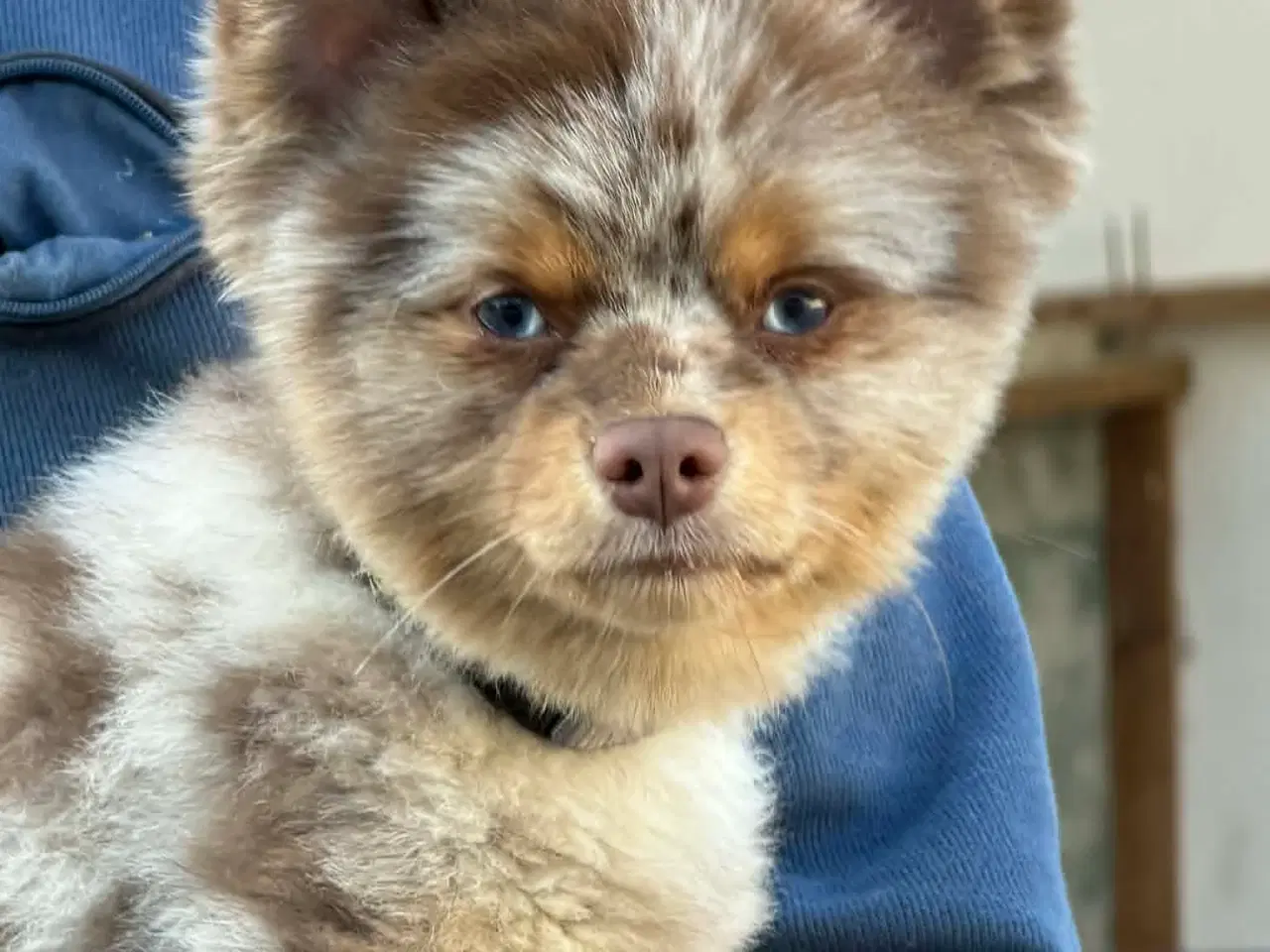 Billede 2 - 🐾 Pepsi søger sit for evige hjem 🐾