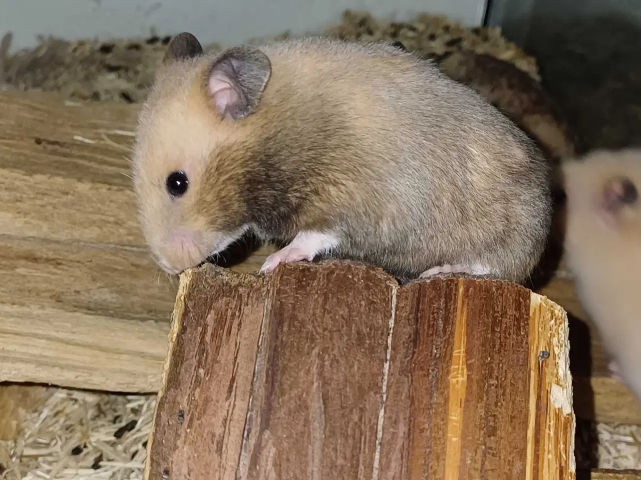 Billede 11 - Guldhamster unger