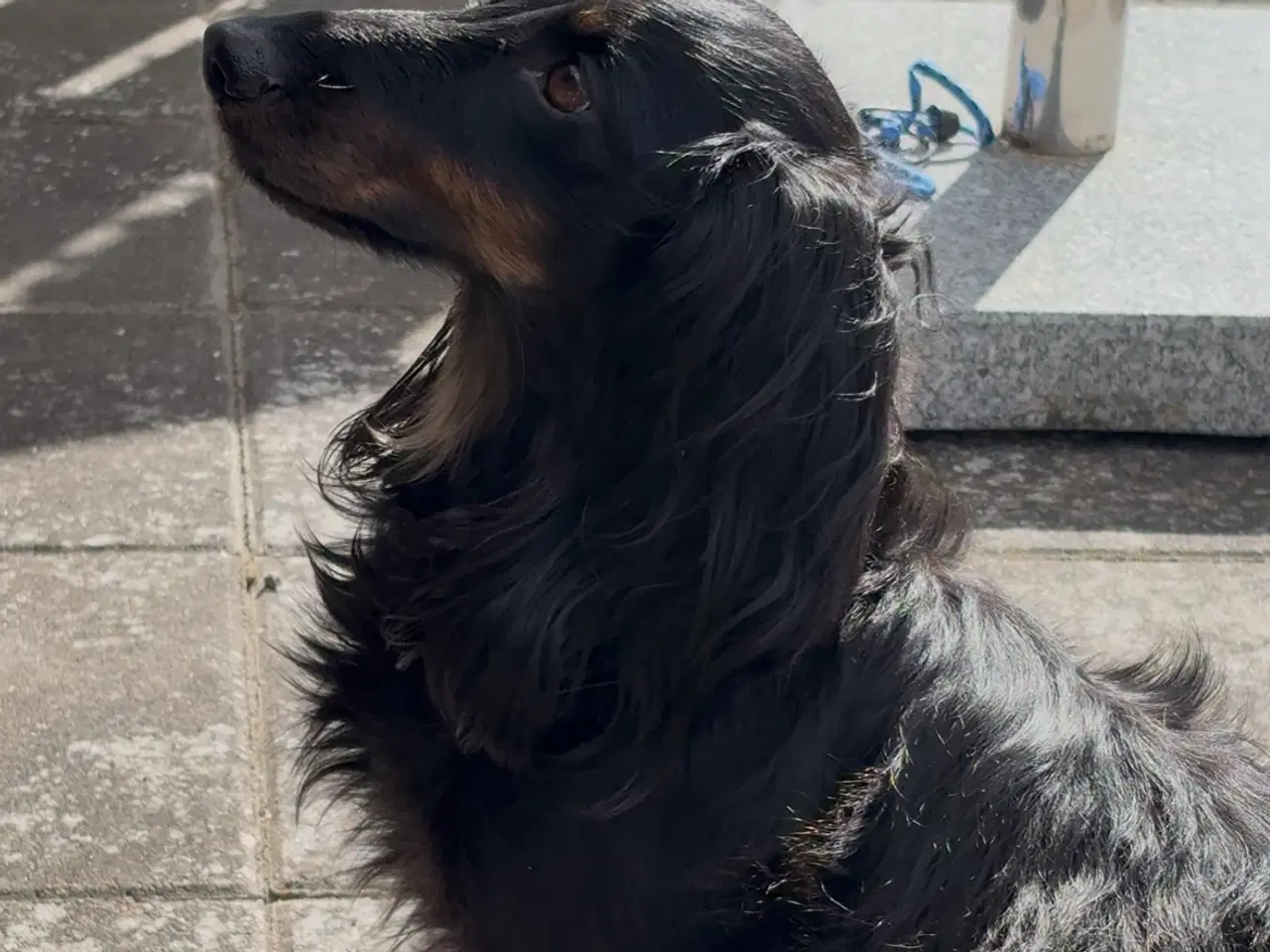 Billede 5 - Gravhund tilbydes til parring 