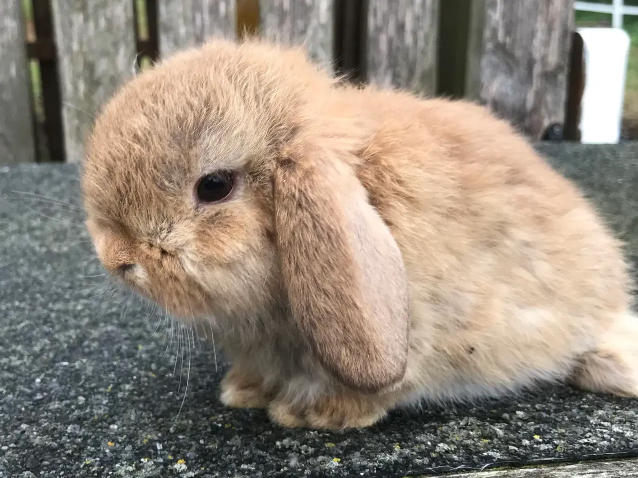 Billede 2 - Kanin unger