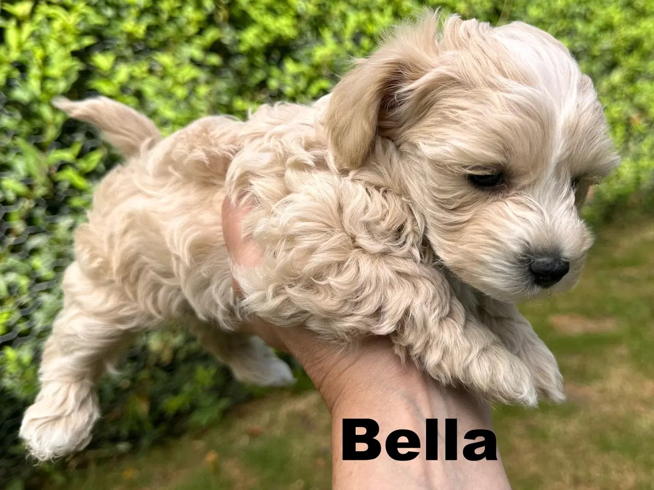 Billede 3 - Maltipoo stueopdræt af DNA testede forældre