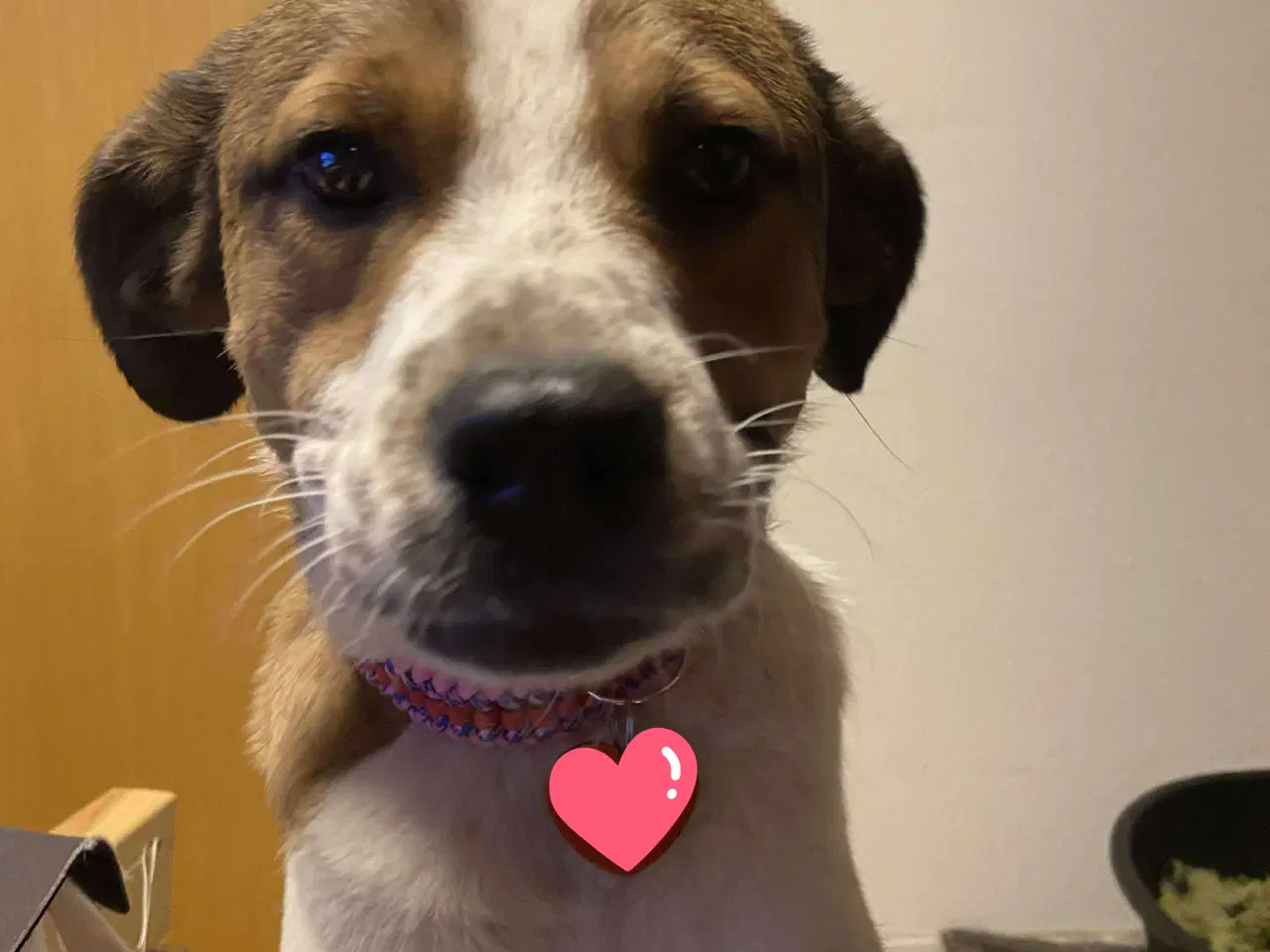 Billede 1 - Vigge - et smil på fire ben søger familie 🩷