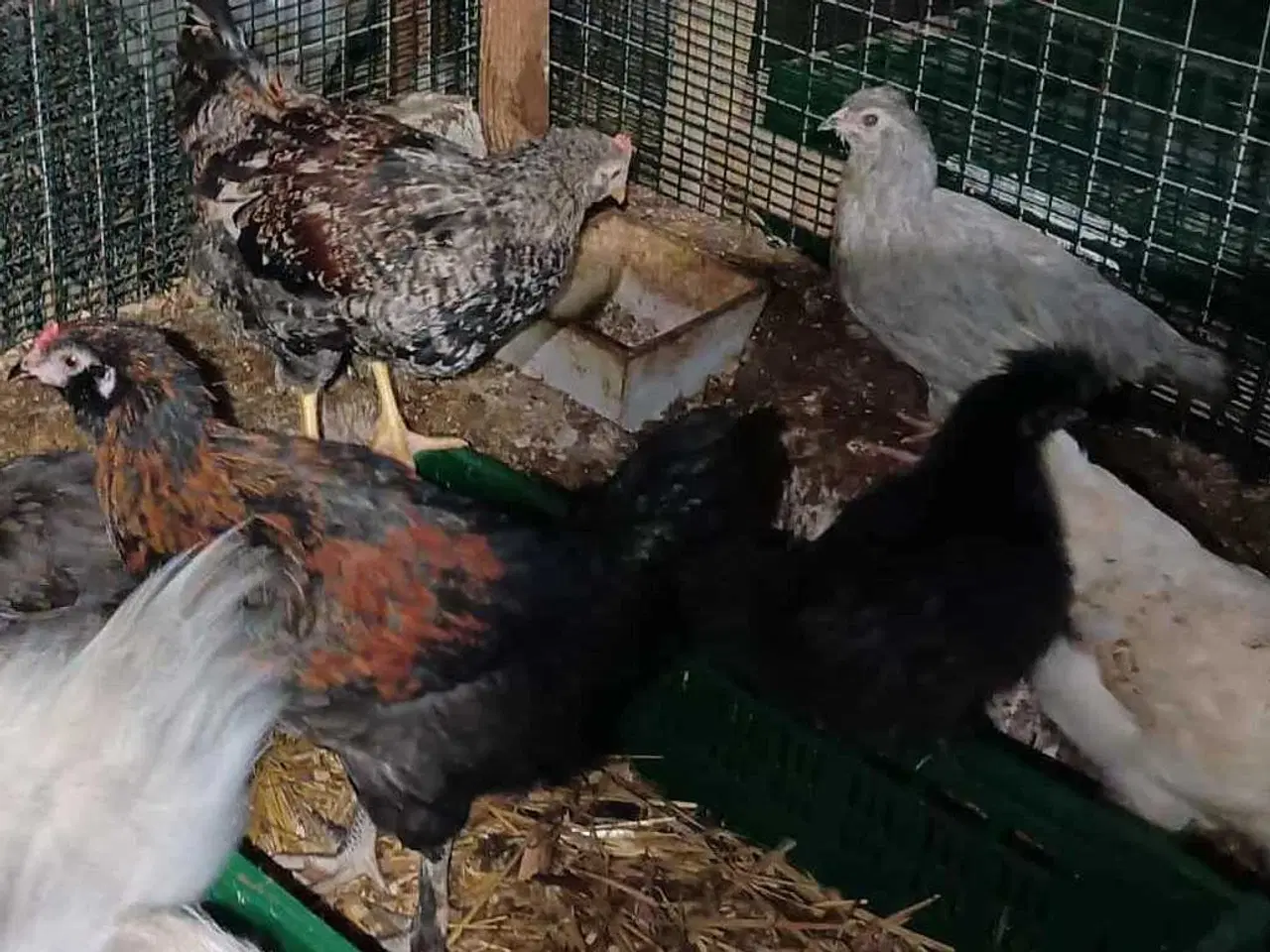 Billede 6 - Blænding race  Varmefri kyllinger  for Multi farve