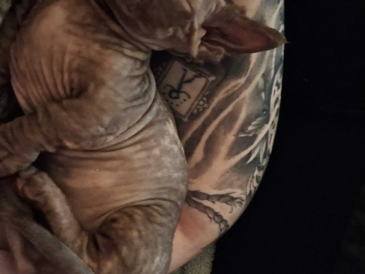 Billede 4 - Dwelf, Sphynx