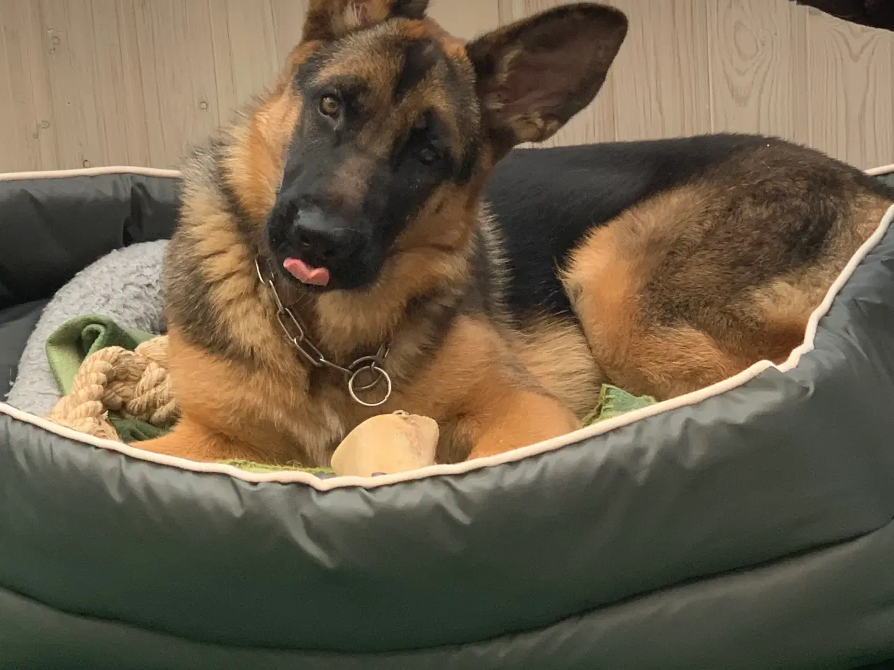 Billede 4 - Schæferhund skøn  tæve