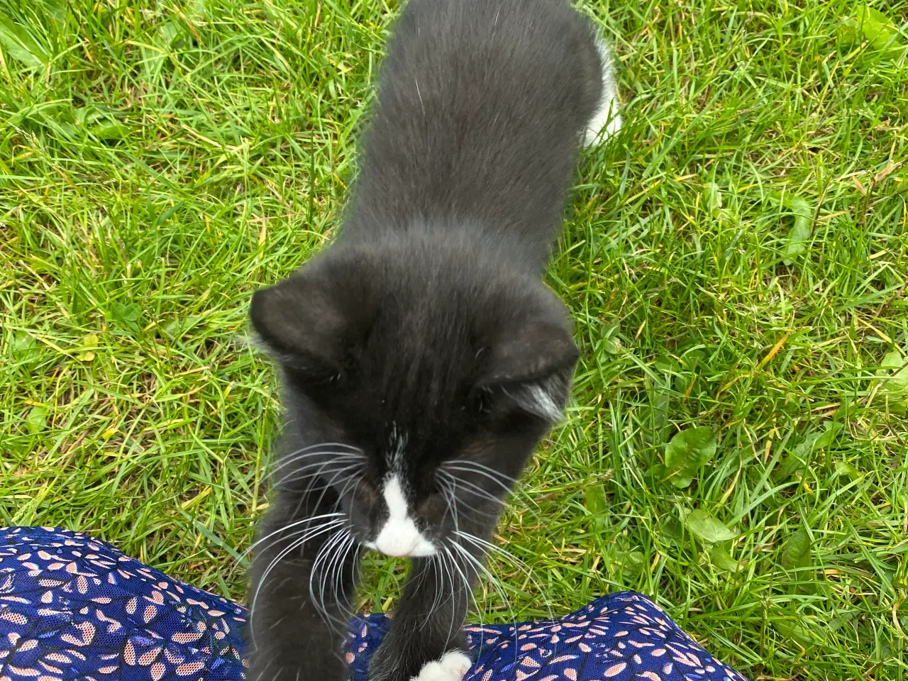 Billede 2 - Polydactyl Maine coon blanding 