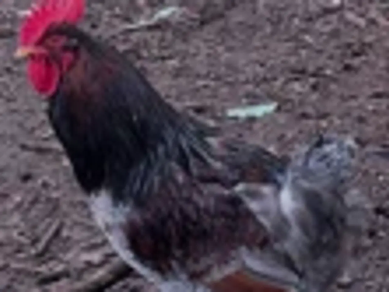 Billede 1 - Haner bortgives 6510 Gram