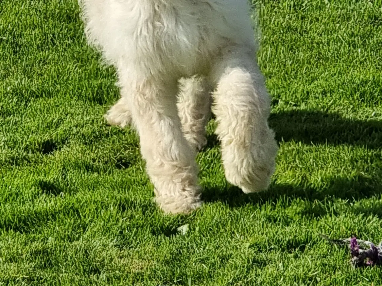 Billede 9 - skønheder Golden doodle hanner hvalpe