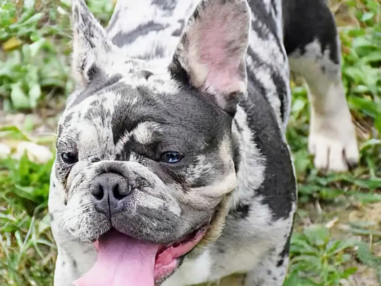 Billede 1 - Fransk bulldog hvalp. NEDSAT!