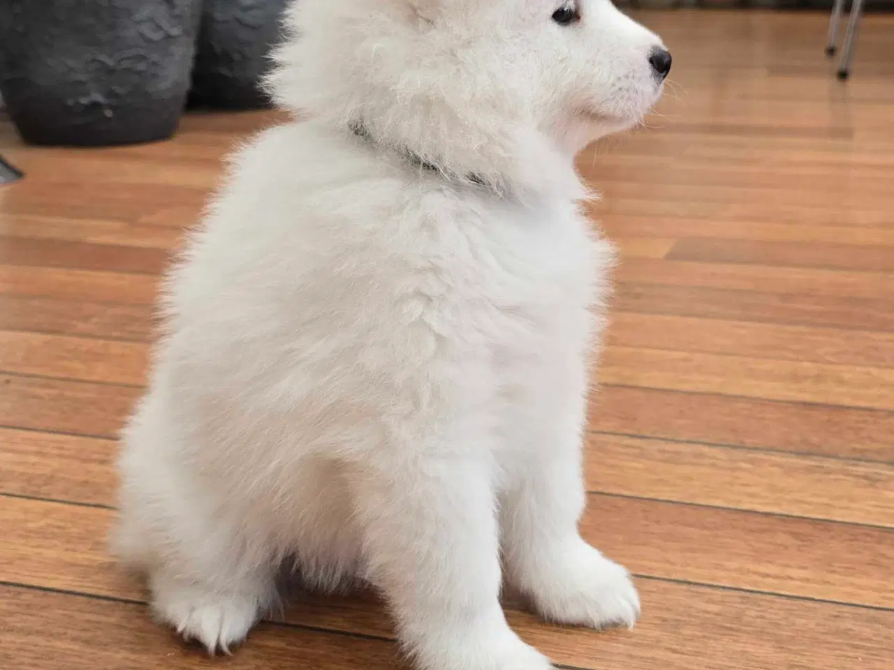 Billede 8 - Samojede hvalp
