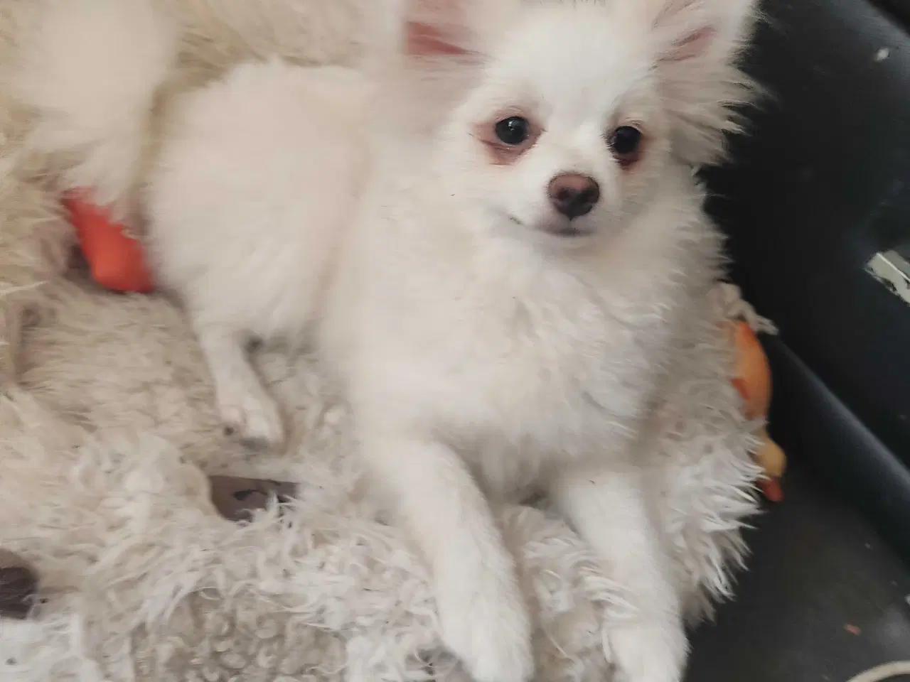 Billede 5 - Mini Pomeranian 