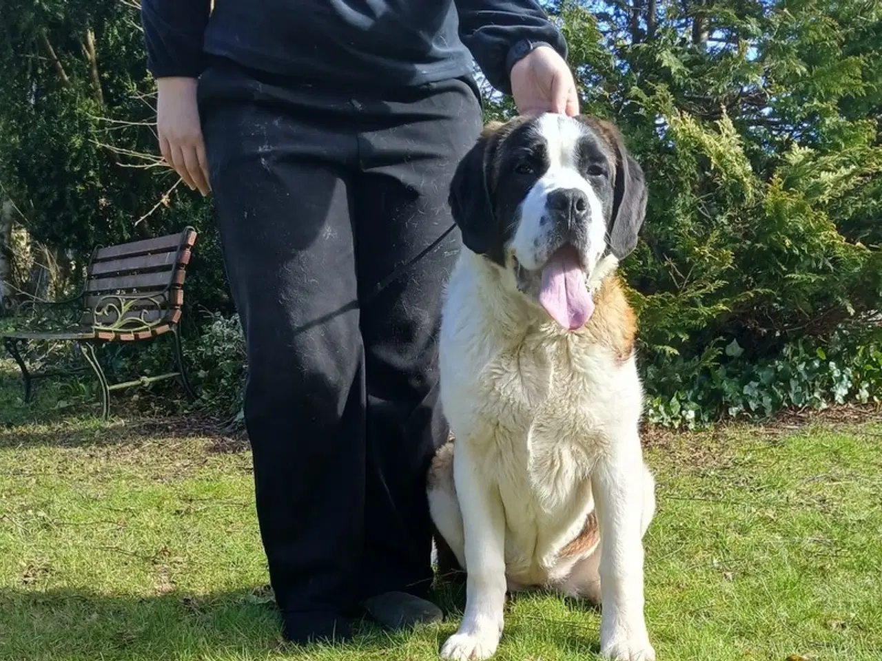 Billede 1 - Sankt bernhard, korthåret