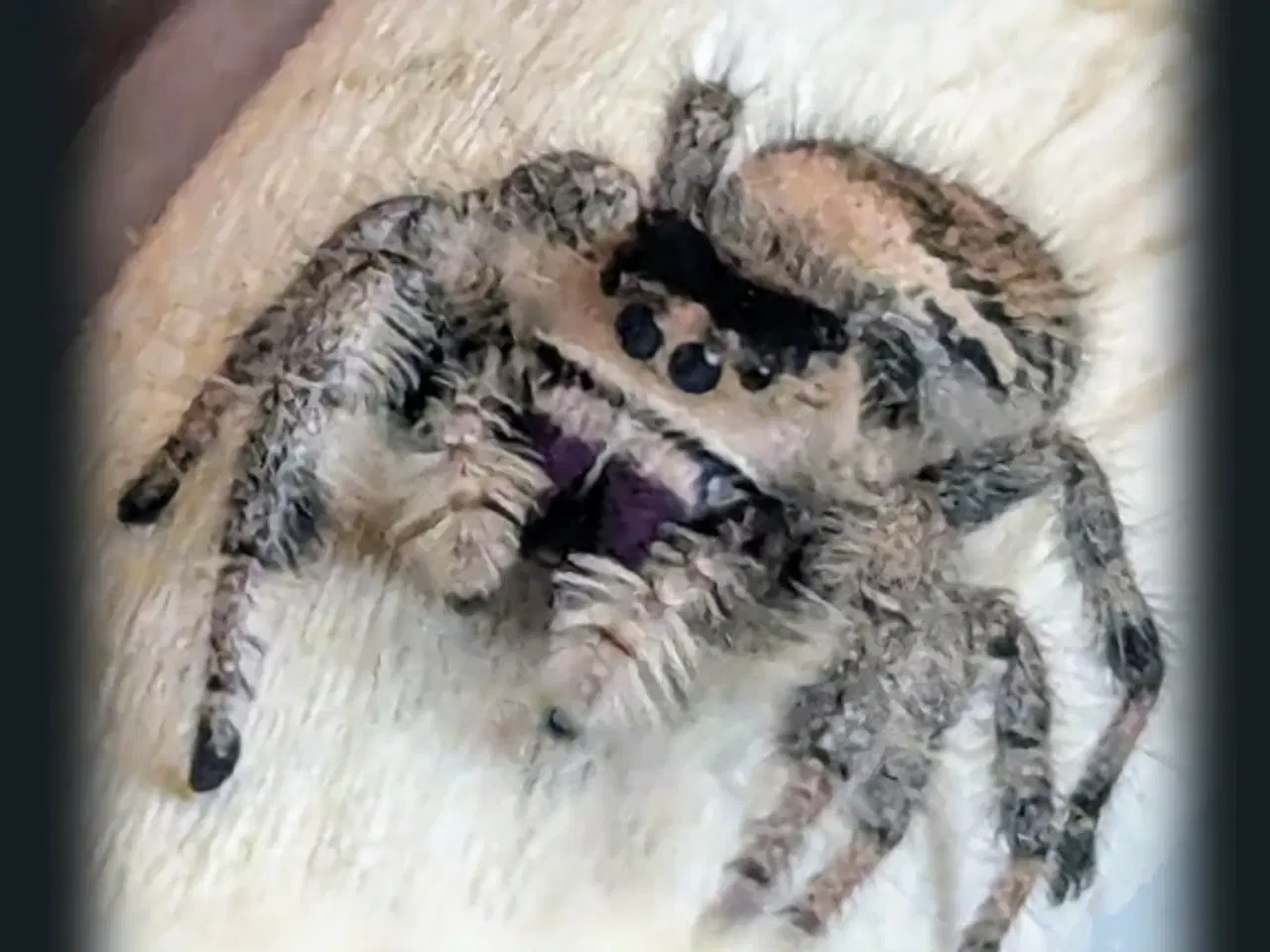 Billede 5 - Jumping spider 