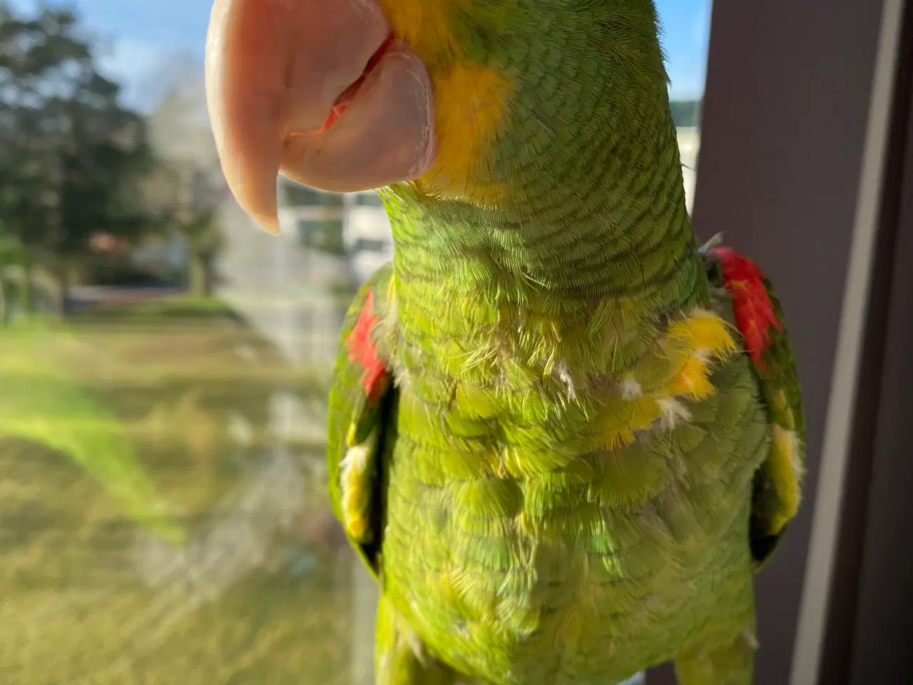 Billede 6 - Amazon papegøje 
