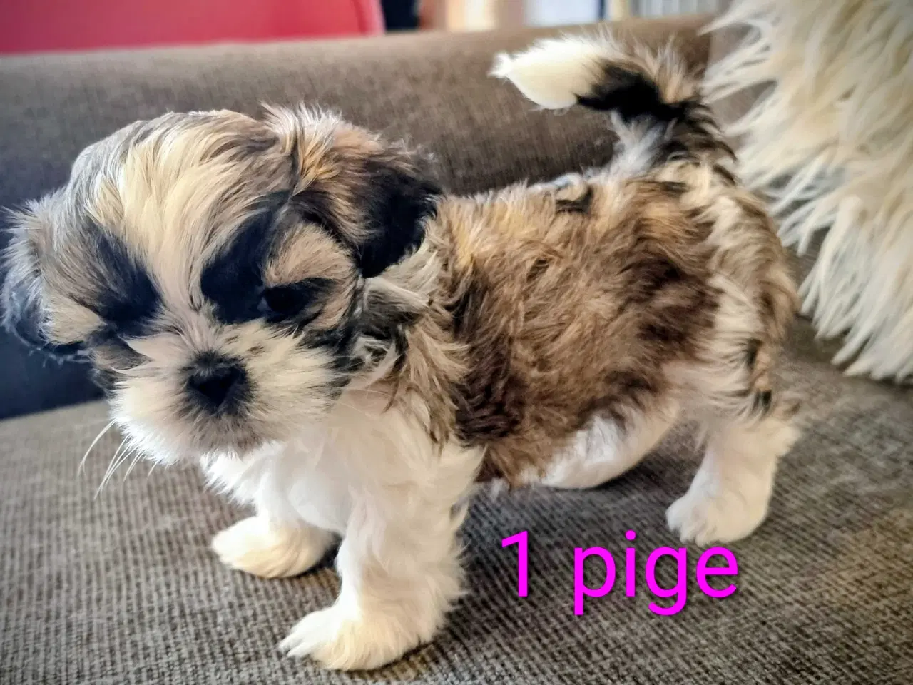 Billede 10 - Shih tzu hvalpe 