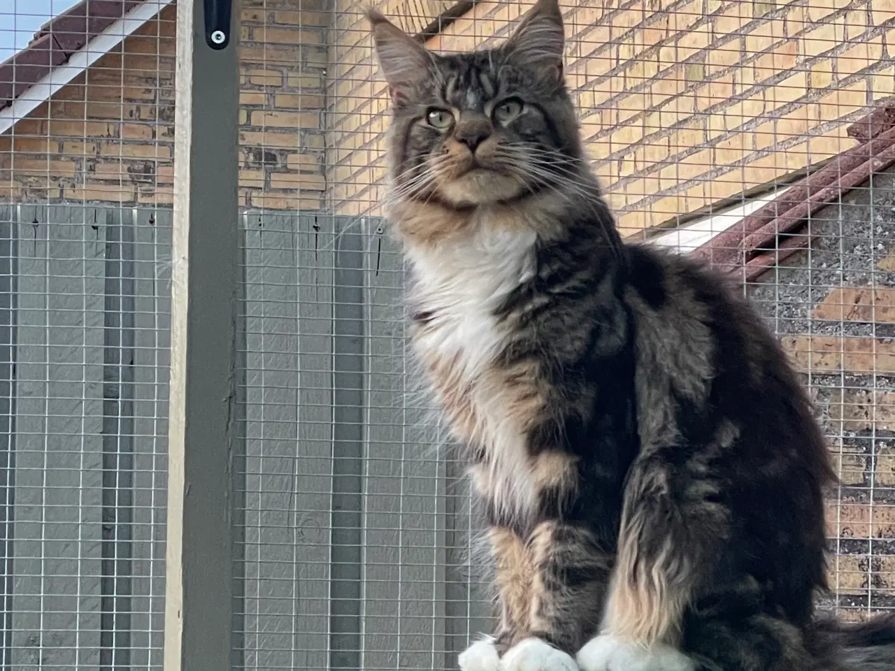 Billede 1 - Mainecoon kat med stamtavle