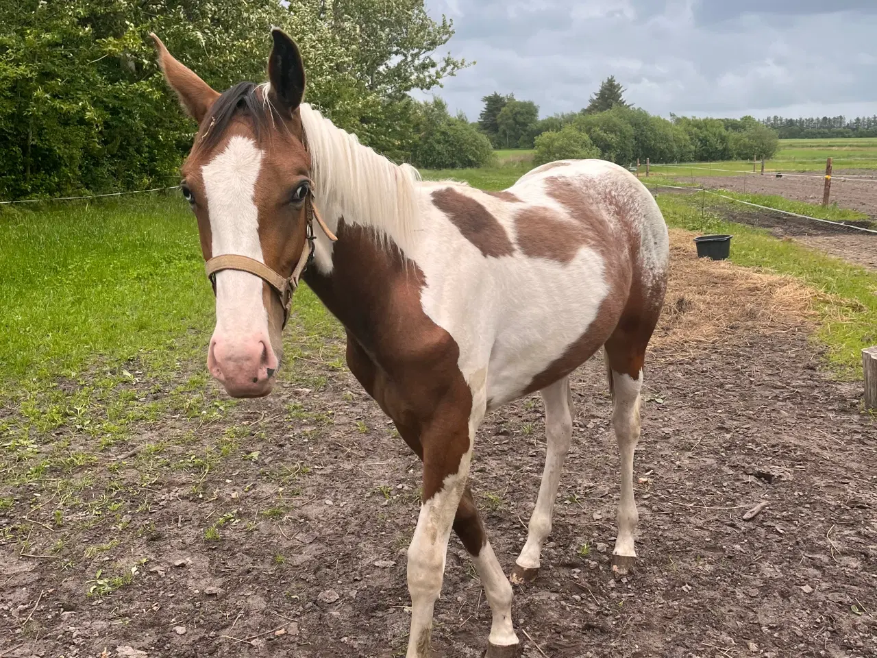 Billede 2 - Western, hingst, Pinewood Maxin 