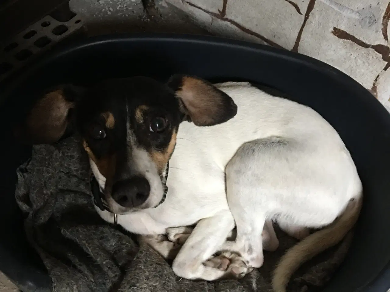 Billede 4 - Dansk Svensk Gårdhundehvalpe-4 han- og 2 tævehvalp