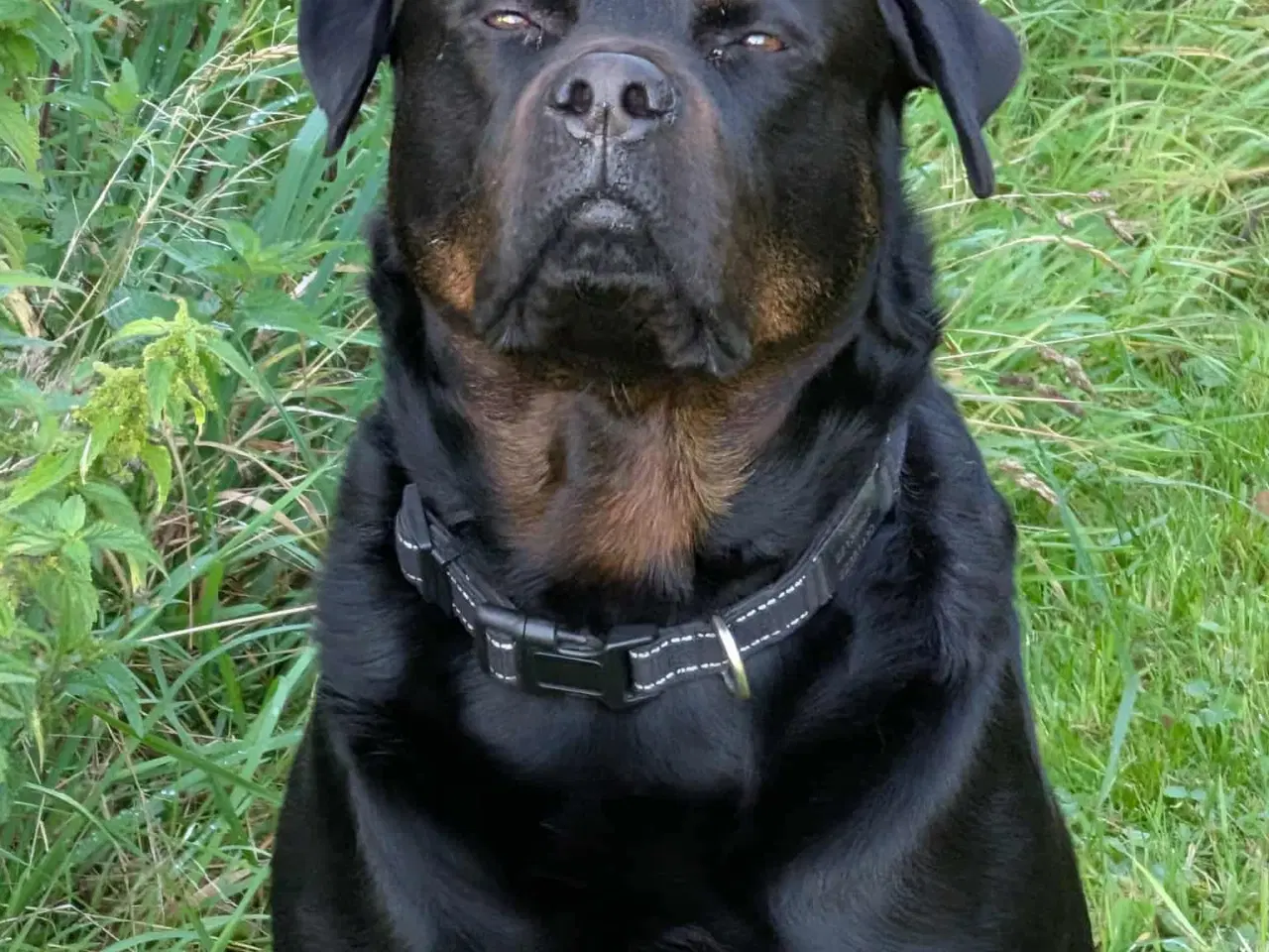 Billede 5 - labweiler