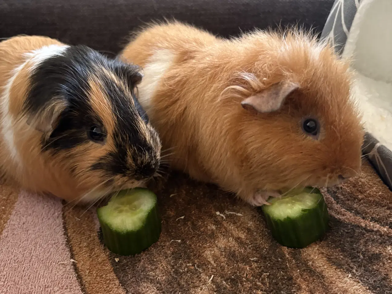 Billede 4 - To han marsvin 