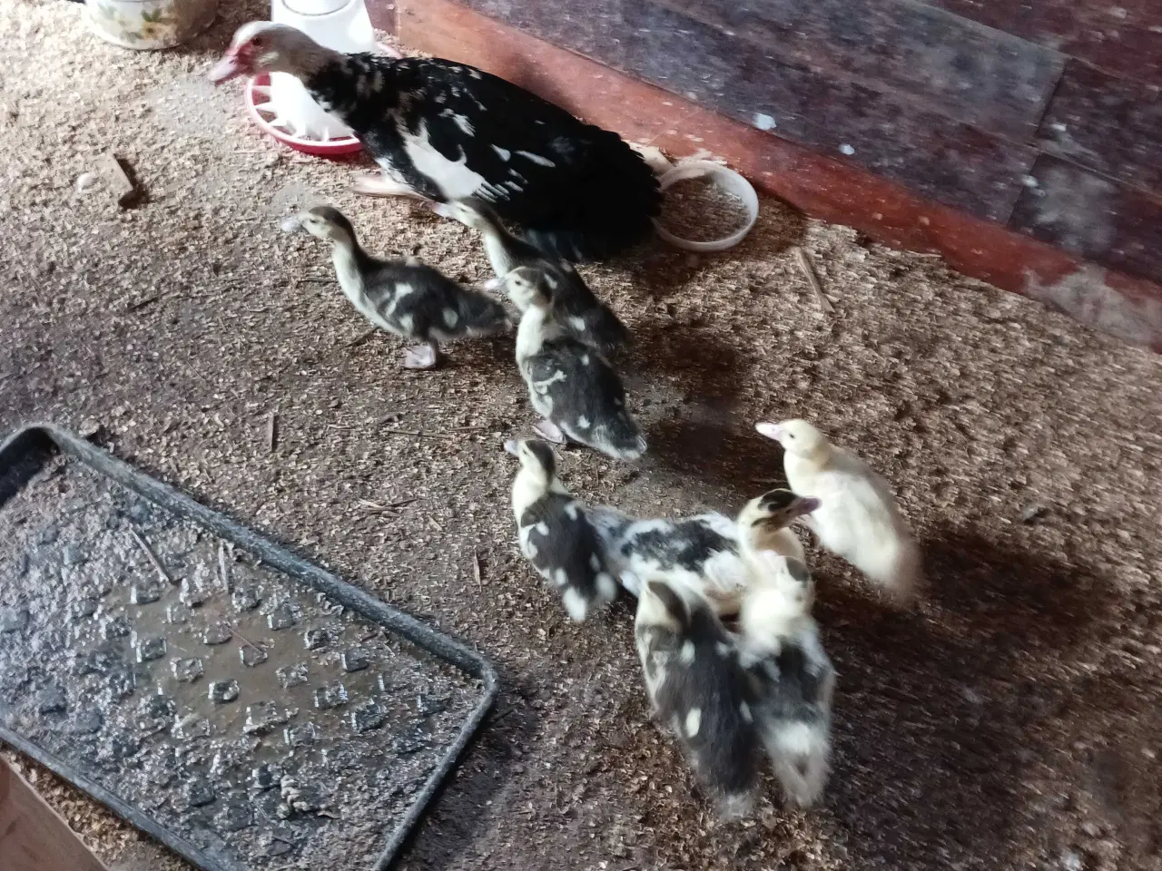 Billede 4 - Moskusællinger 8 stk