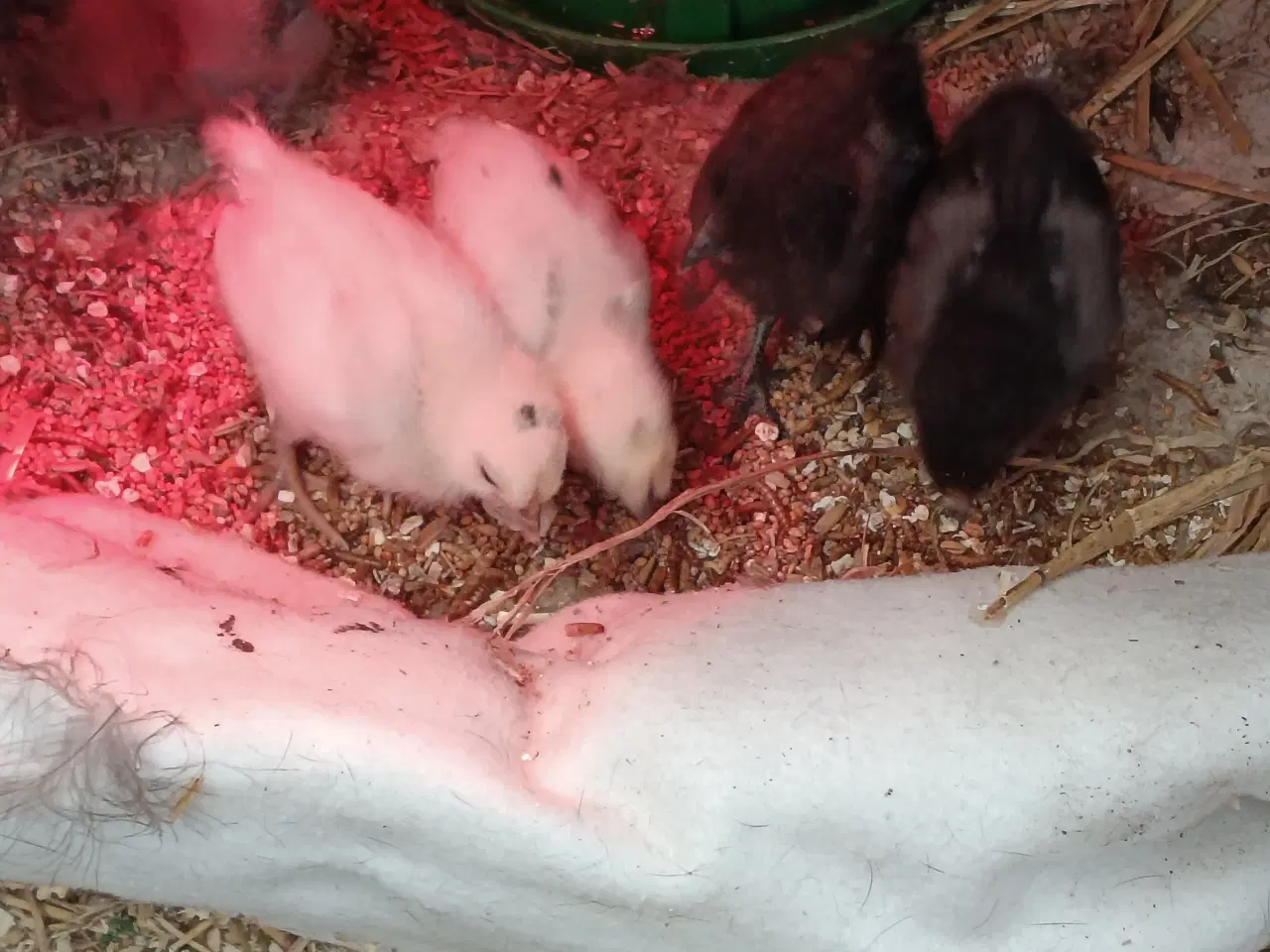 Billede 2 - Silke kyllinger 