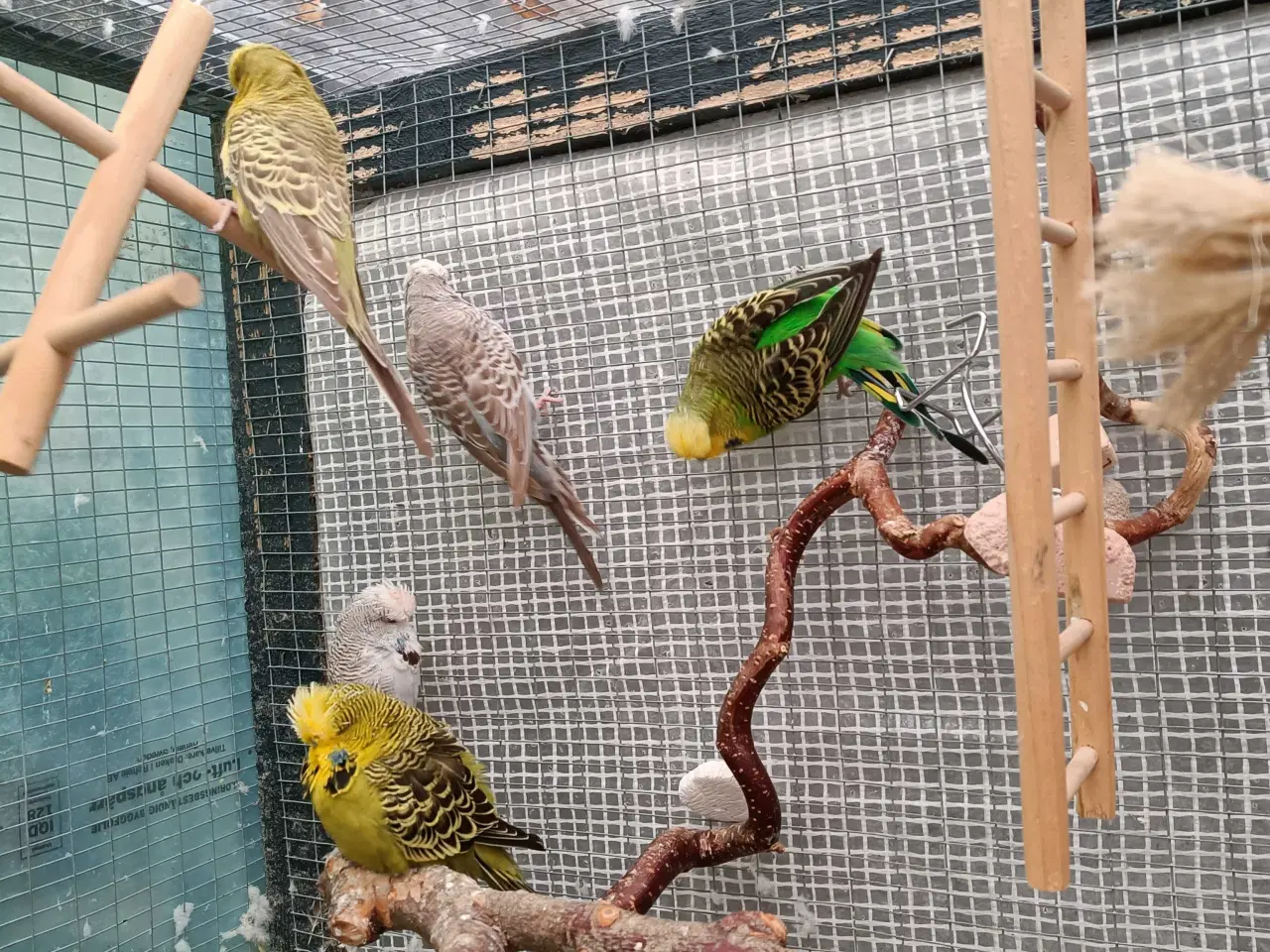 Billede 6 - Undulat familie søger nyt hjem.