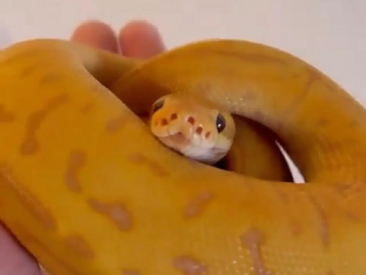 Billede 3 - Leopard Pinstripe Banan HET Pied