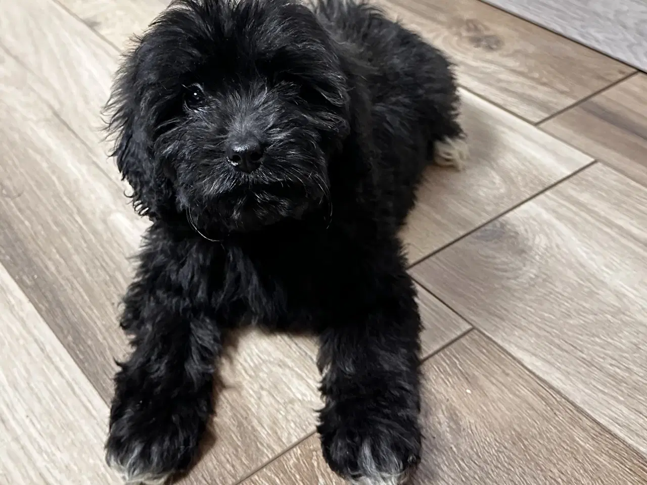 Billede 12 - Cavapoo F2B 