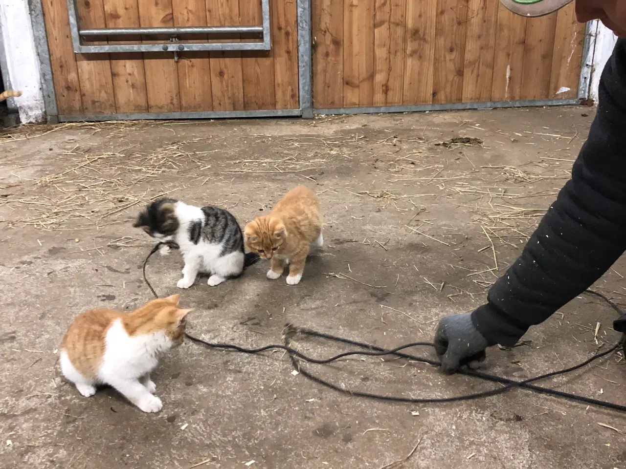 Billede 1 - Killinger