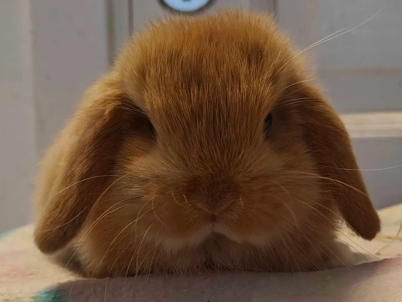 Billede 15 - Minilop