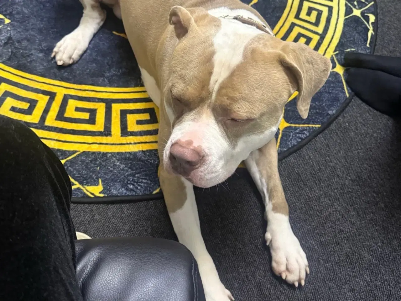 Billede 3 - American bully XL 