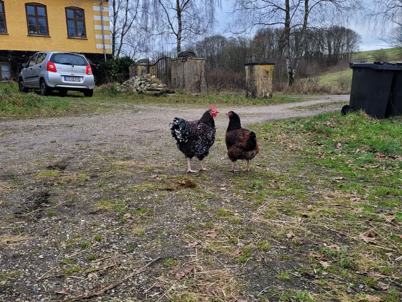 Billede 3 - Stor, sød og flot hane sælges