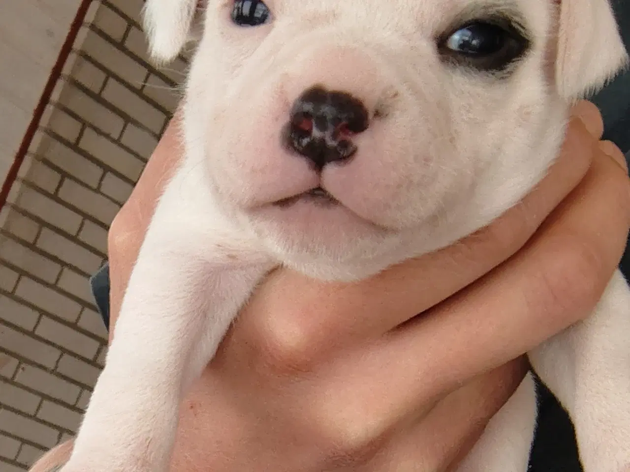 Billede 7 - Engelsk Staffordshire bull terrier 