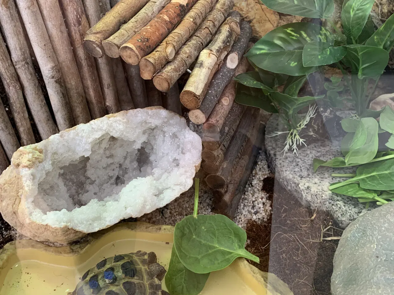 Billede 3 - Russiske landskildpadder der savner nyt godt hjem