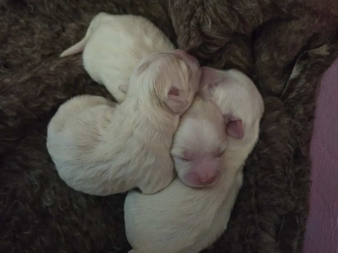 Billede 1 - Coton de tulear hvalpe 