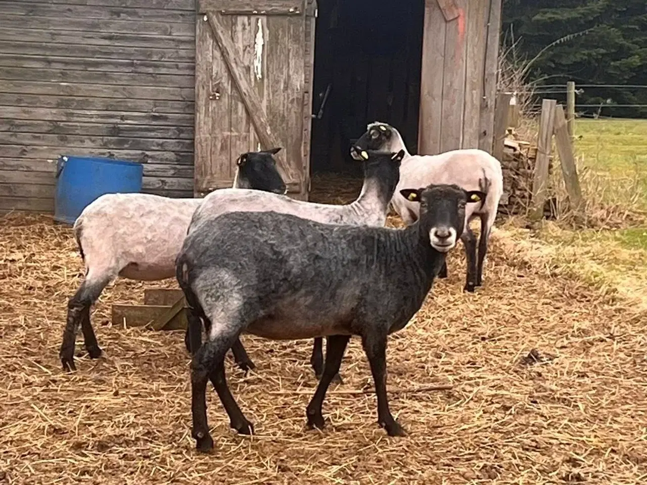 Billede 7 - Gotlænder - 2 får, 2 lam