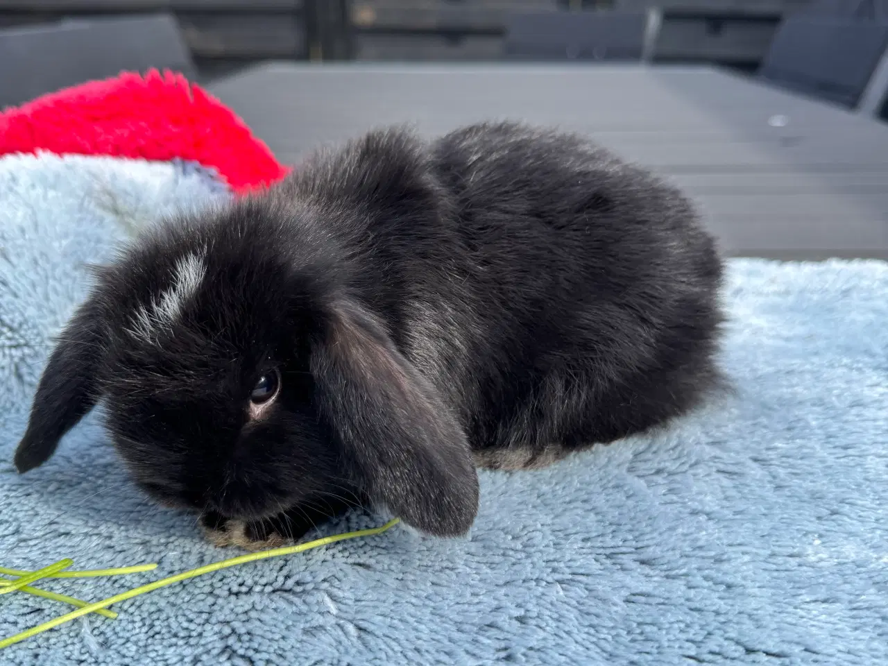Billede 9 - Mini lop