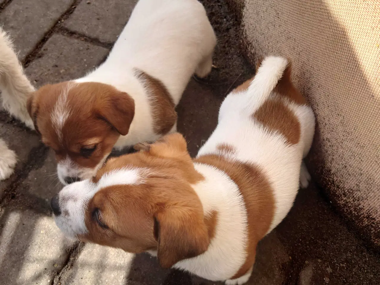 Billede 1 - Jack Russell hvalpe (lav benet type)