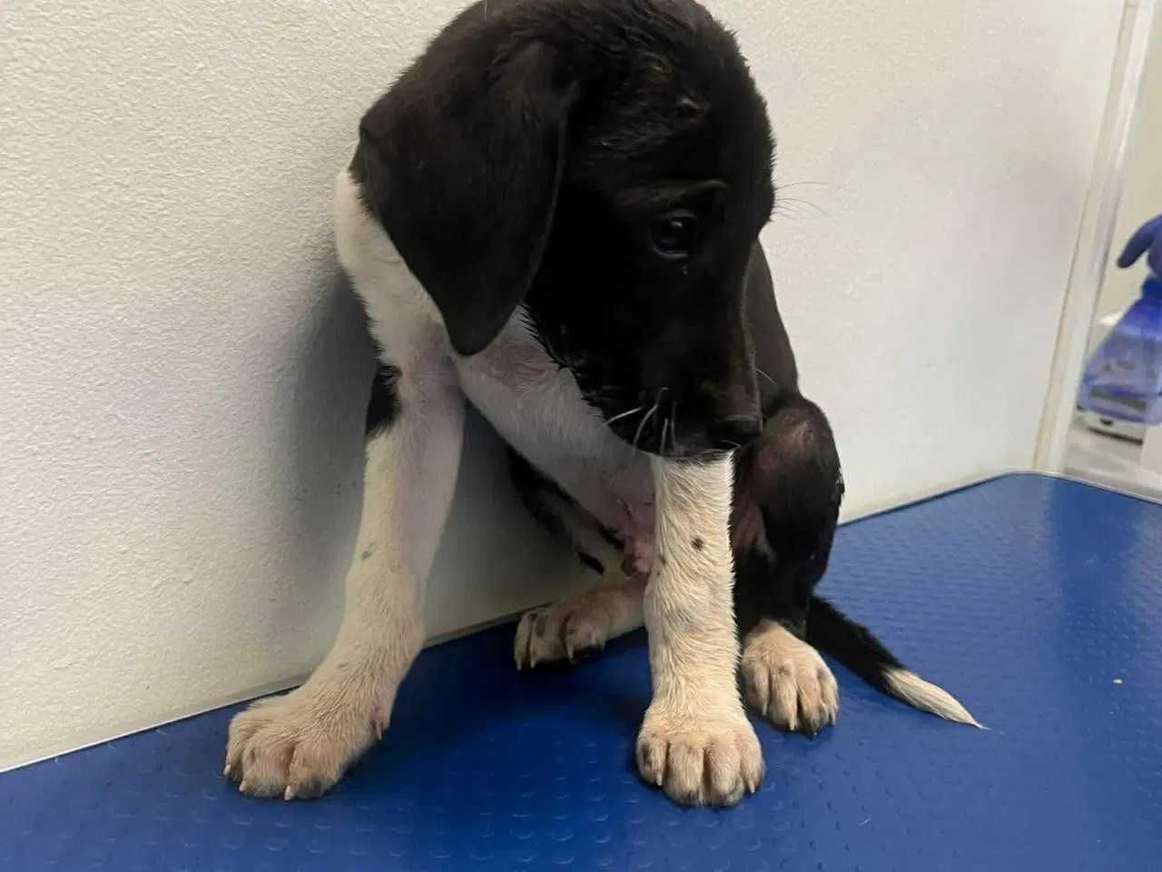 Billede 1 - Skønne Kobie søger familie