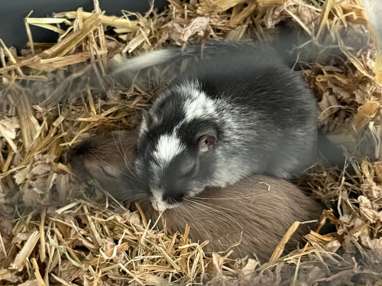 Billede 11 - 2 søde ørkenrotte-hanner søger nyt hjem 🐭✨