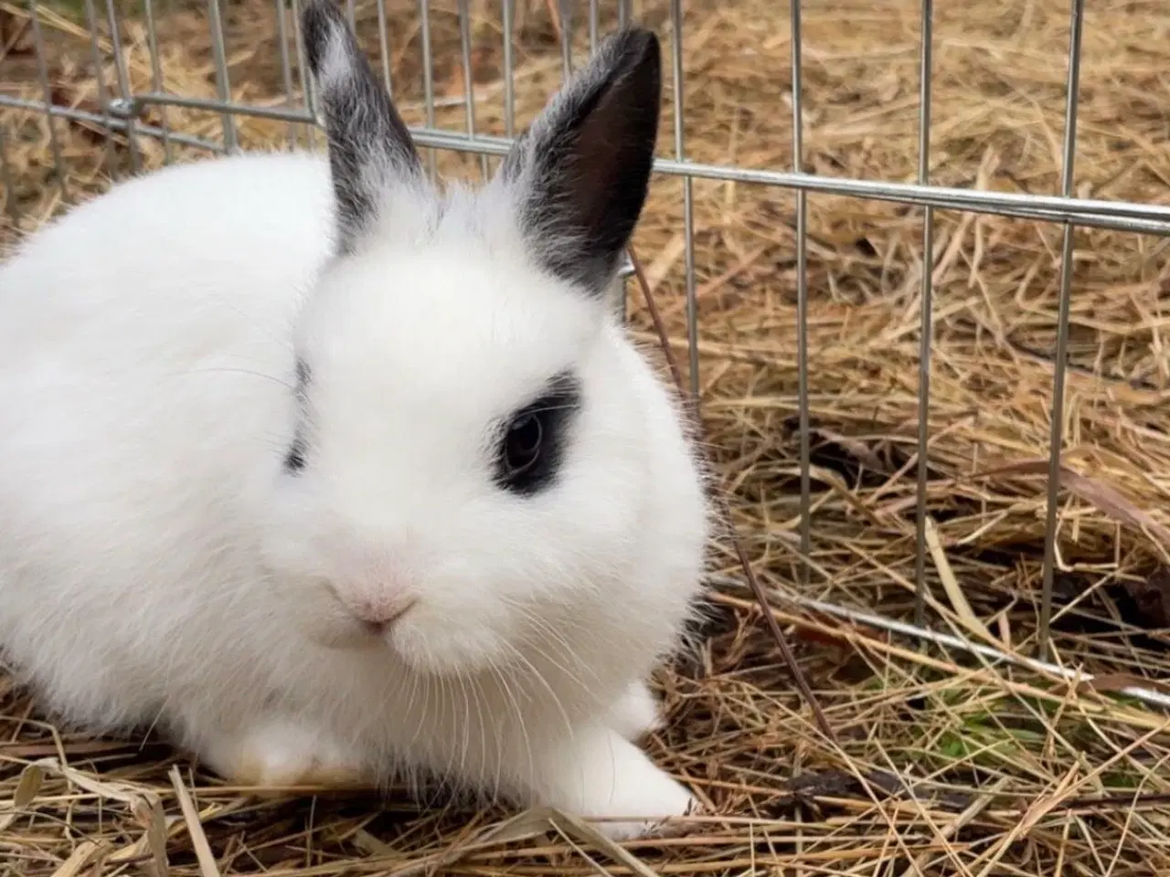 Billede 3 - Sofus og kokos