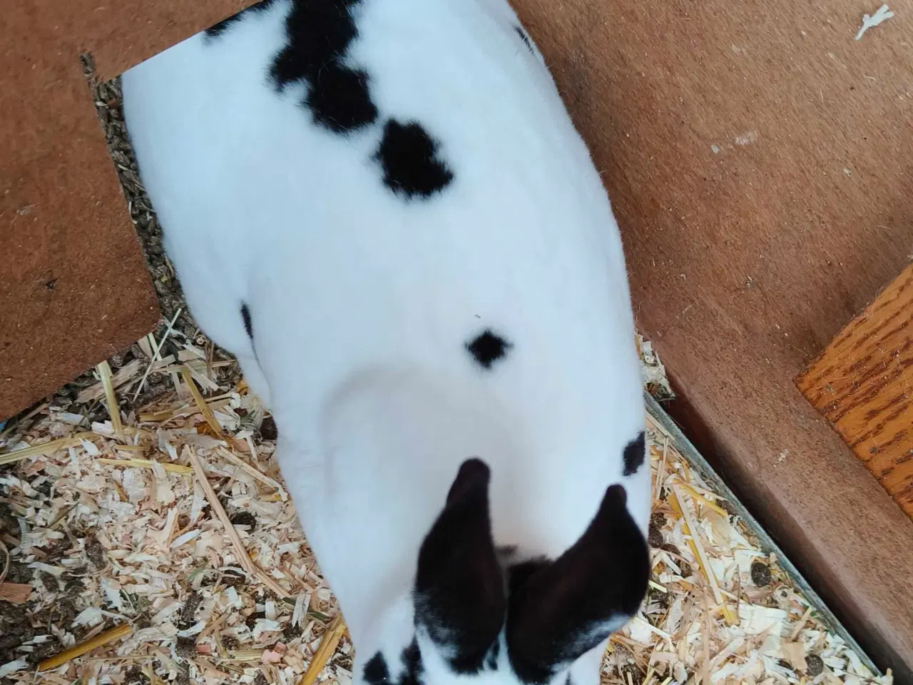 Billede 3 - Lille Rex, 7 måneder gammel 