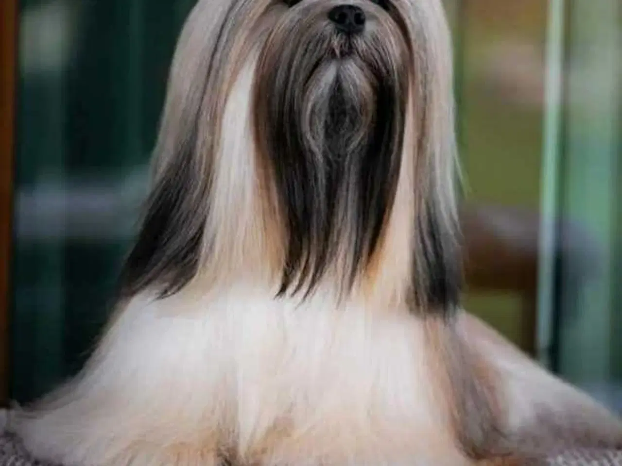 Billede 17 - Lhasa Apso - smukke Harley 🐾💕