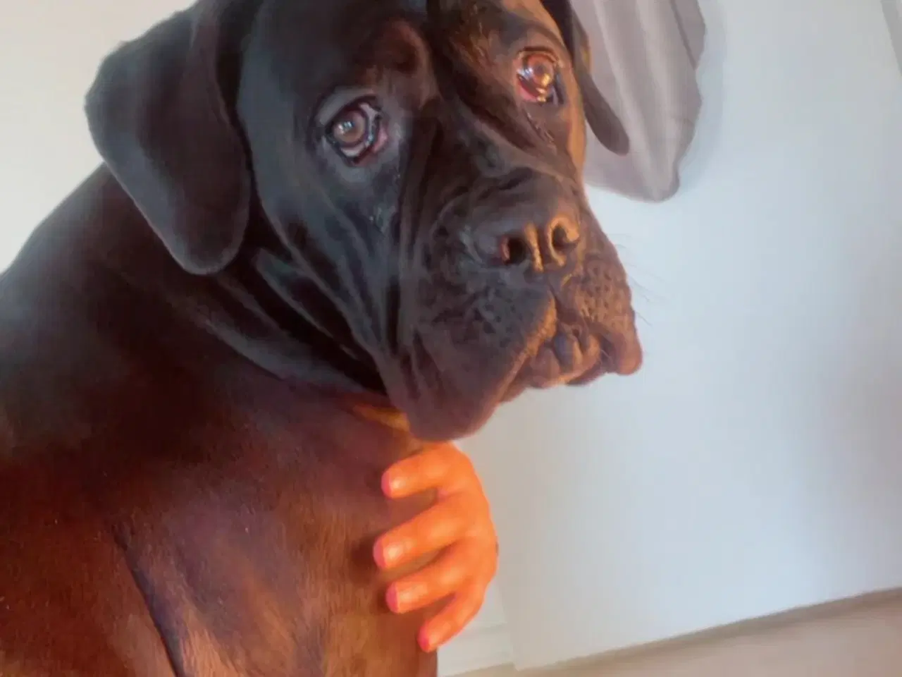 Billede 1 - Canecorso tæve 8 måneder 