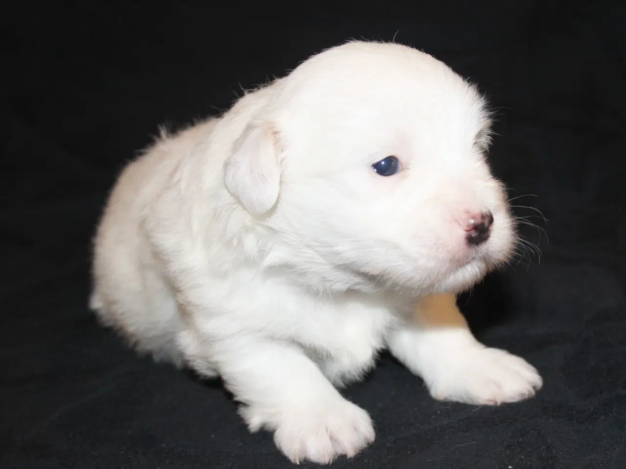 Billede 9 - Coton de Tulear hvalpe