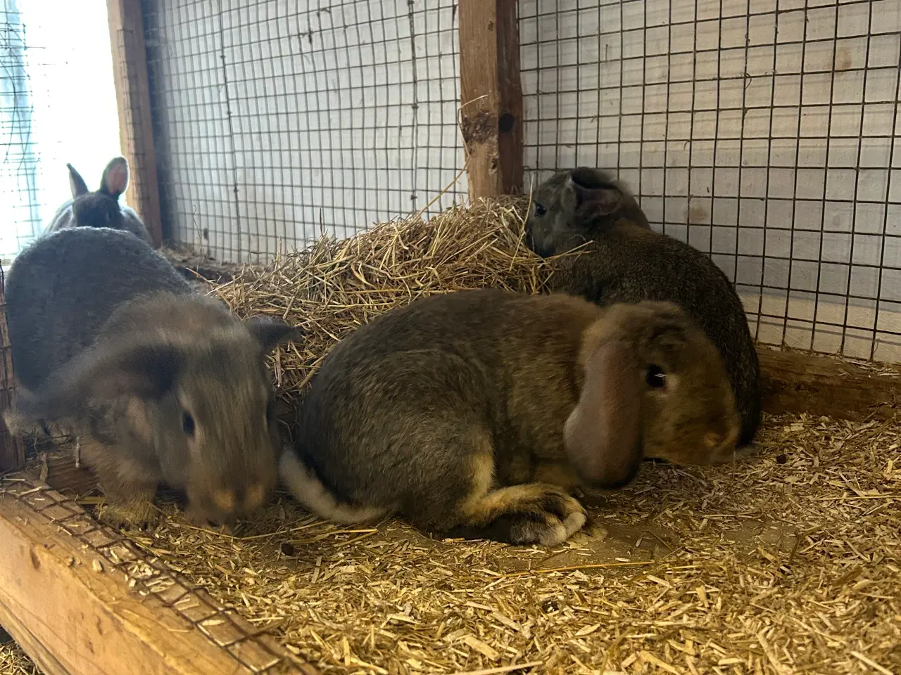 Billede 3 - Hermelin/mini lop unger 