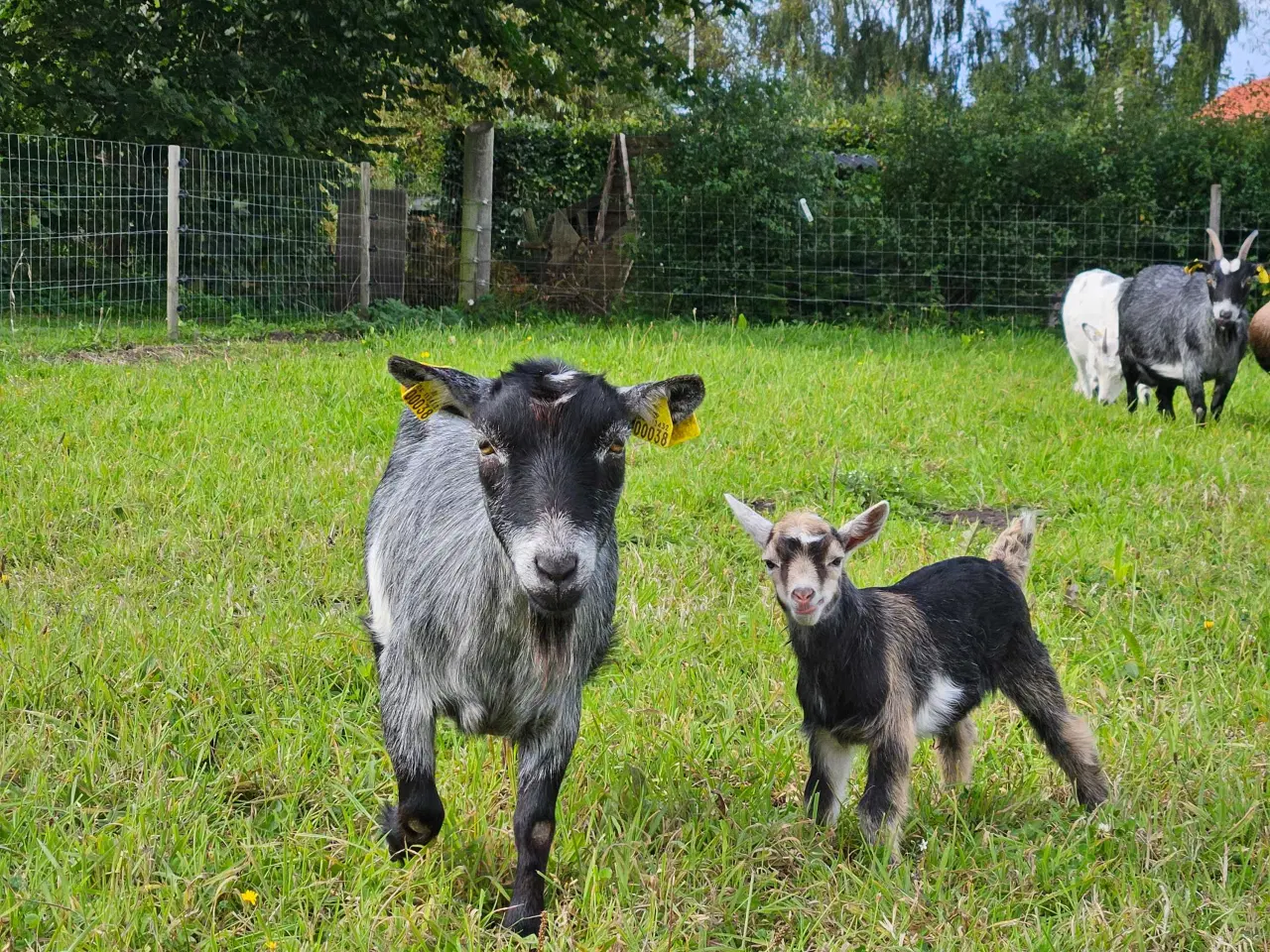 Billede 6 - Dværgged bukkekid