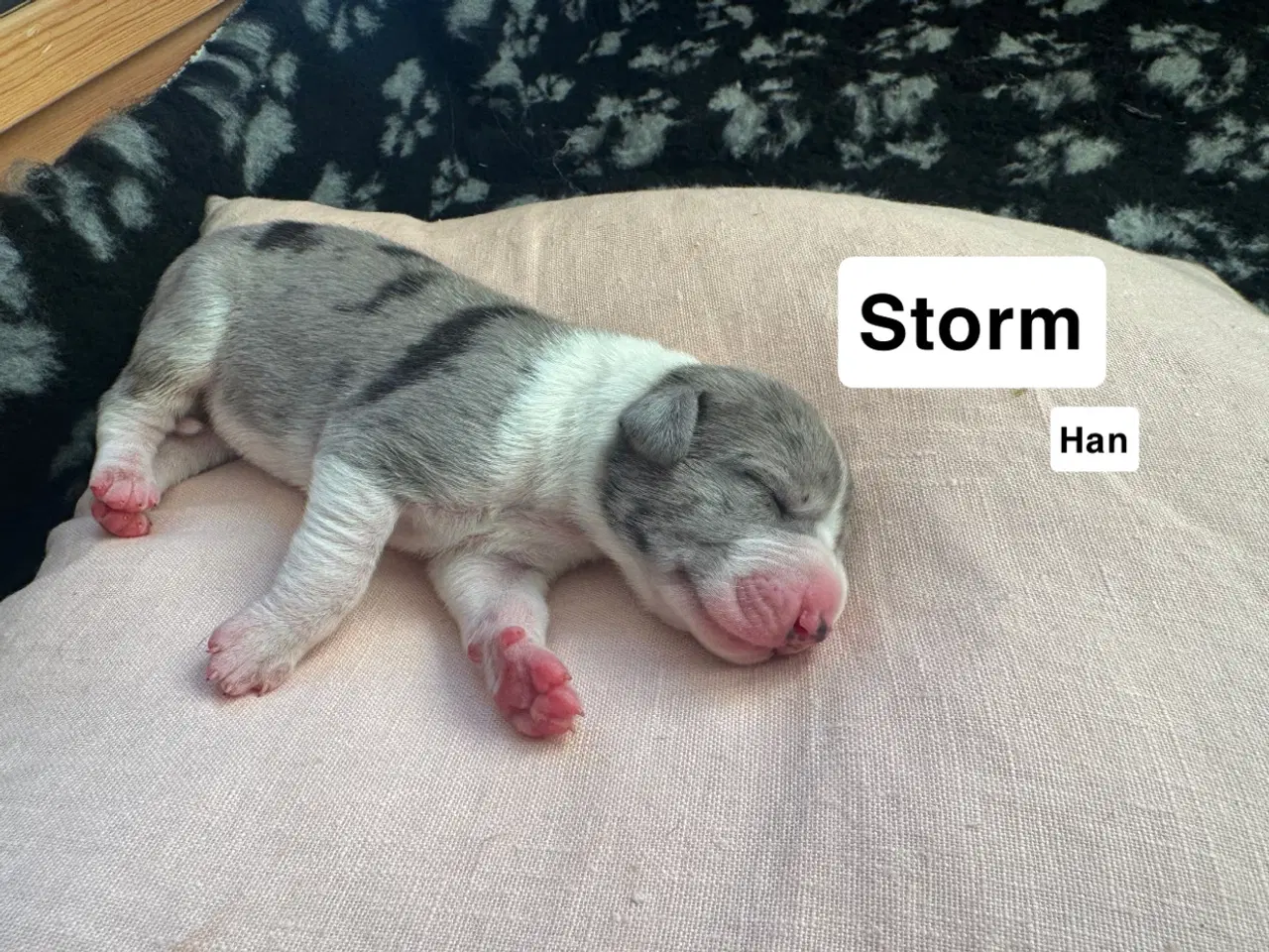 Billede 4 - Grand Danois hvalpe