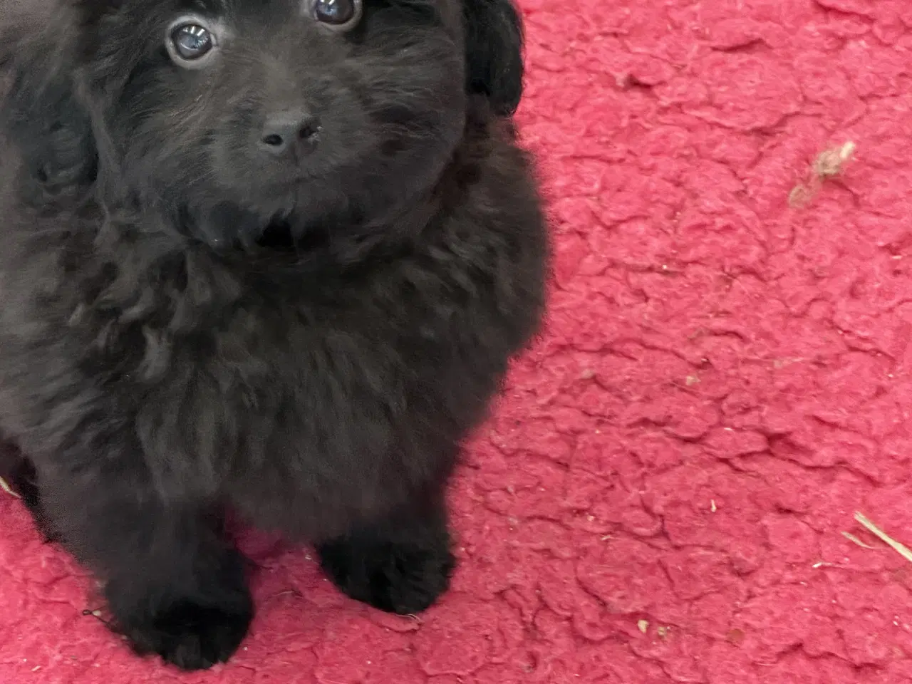 Billede 13 - 🐾 Skønne Pomapoo hvalpe søger deres forever homes
